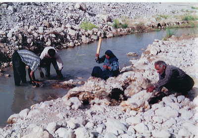 川で羊毛を洗い清める